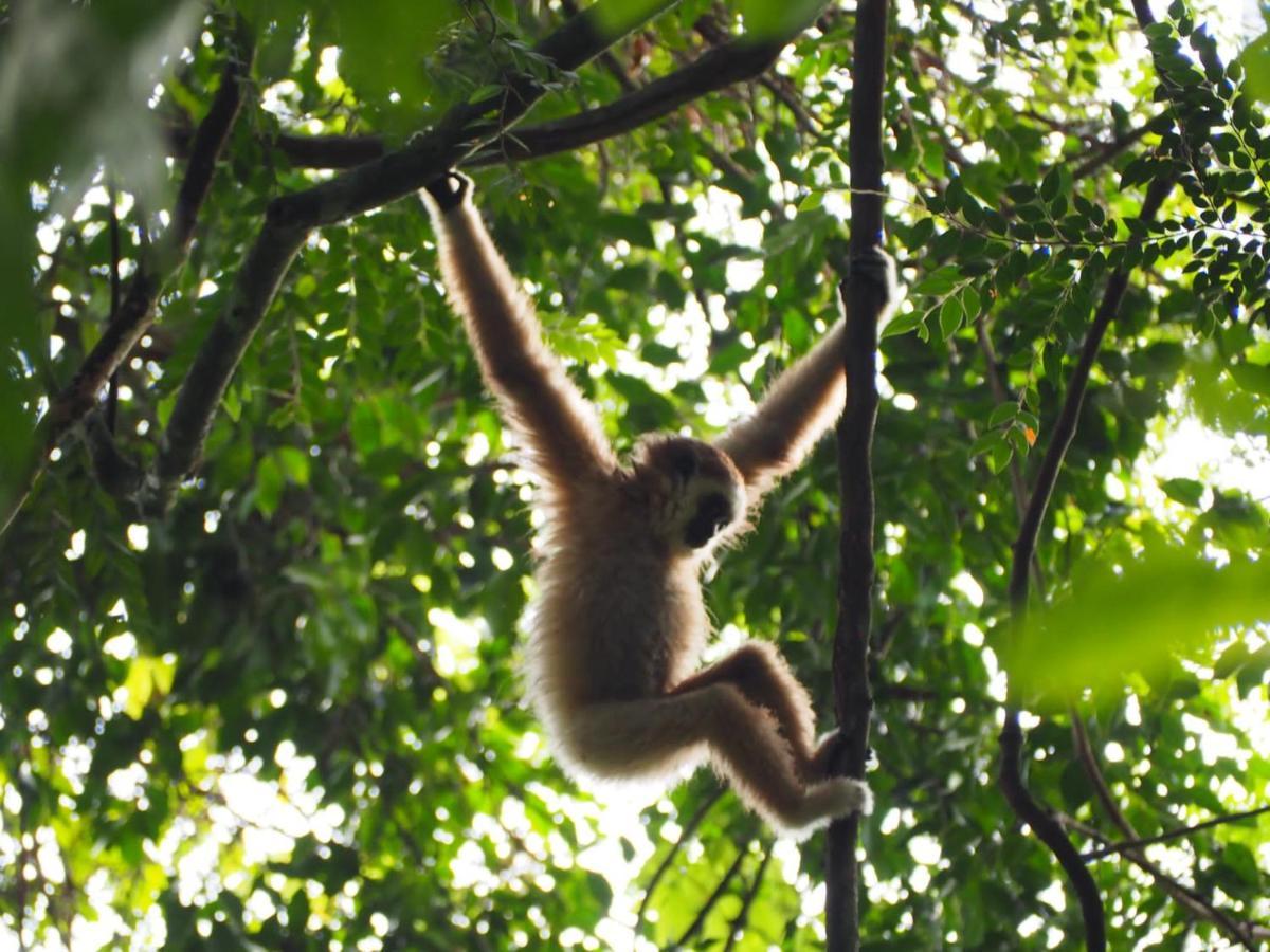 Lucky Bamboo'Bungalows-Resto And Orangutan Jungle Trekking Tours บูกิตลาวัง ภายนอก รูปภาพ
