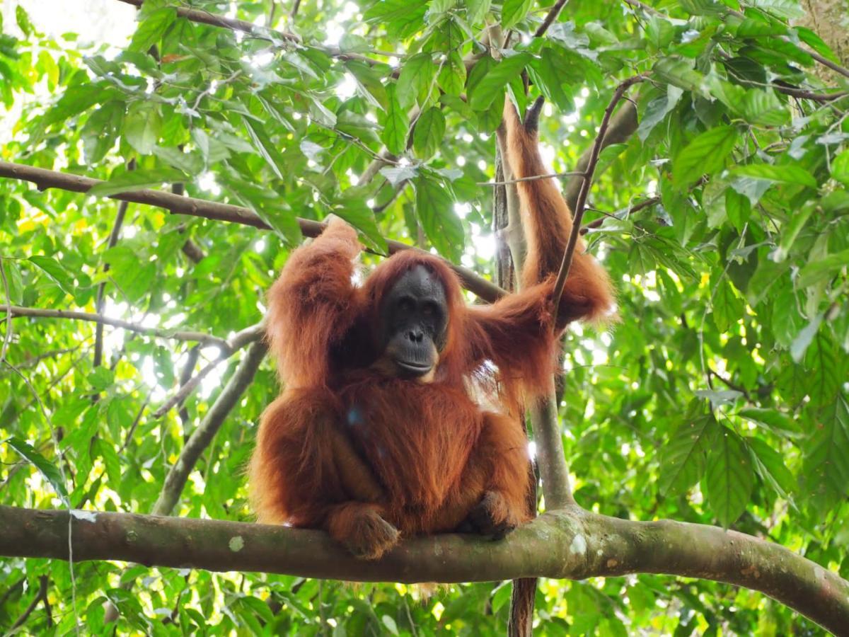 Lucky Bamboo'Bungalows-Resto And Orangutan Jungle Trekking Tours บูกิตลาวัง ภายนอก รูปภาพ