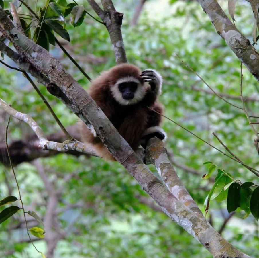 Lucky Bamboo'Bungalows-Resto And Orangutan Jungle Trekking Tours บูกิตลาวัง ภายนอก รูปภาพ