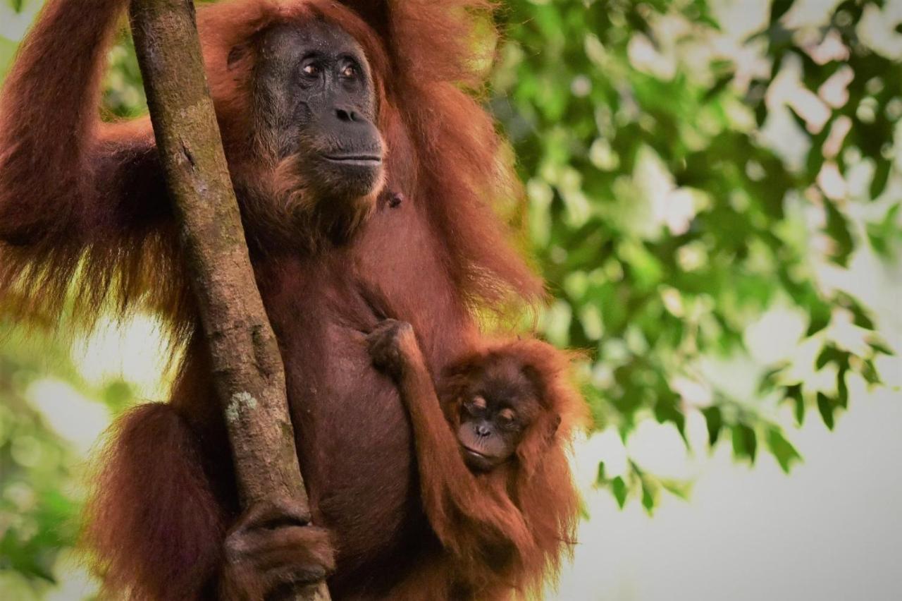 Lucky Bamboo'Bungalows-Resto And Orangutan Jungle Trekking Tours บูกิตลาวัง ภายนอก รูปภาพ
