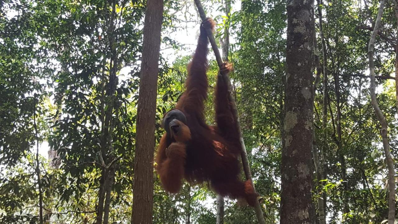 Lucky Bamboo'Bungalows-Resto And Orangutan Jungle Trekking Tours บูกิตลาวัง ภายนอก รูปภาพ