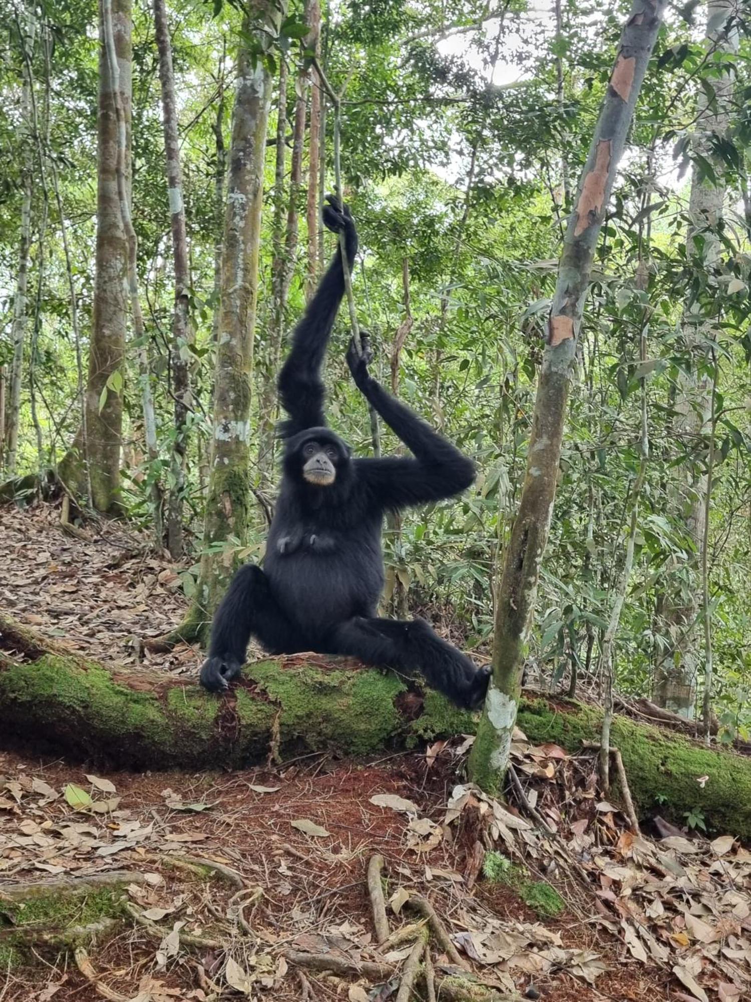 Lucky Bamboo'Bungalows-Resto And Orangutan Jungle Trekking Tours บูกิตลาวัง ภายนอก รูปภาพ