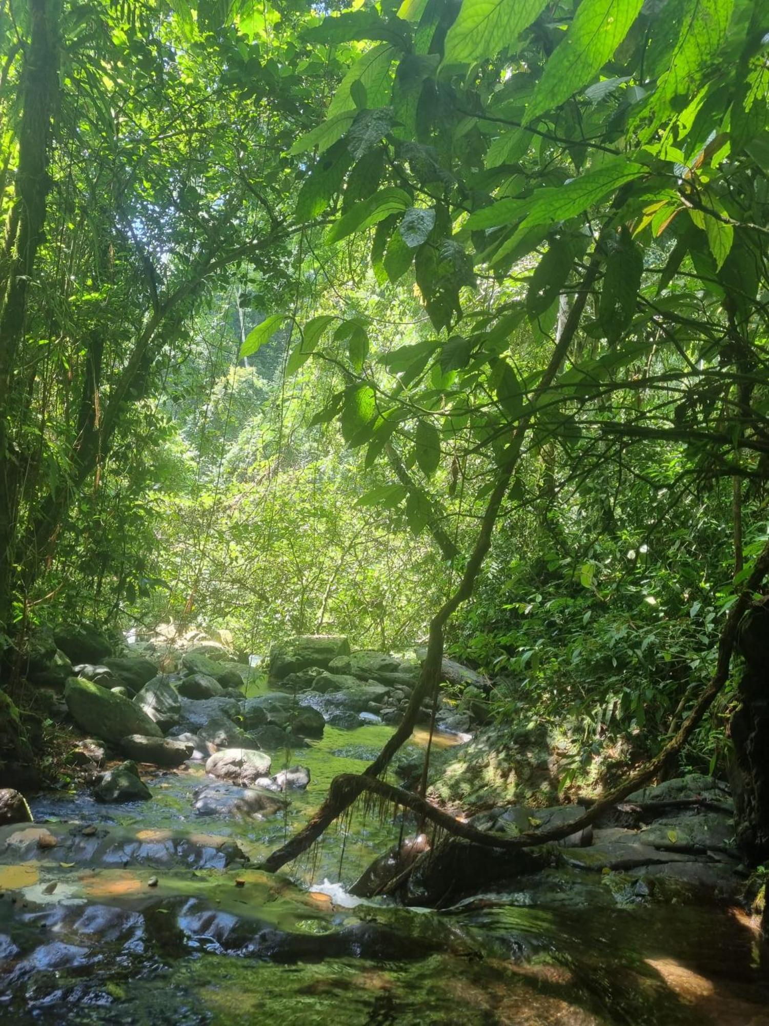 Lucky Bamboo'Bungalows-Resto And Orangutan Jungle Trekking Tours บูกิตลาวัง ภายนอก รูปภาพ