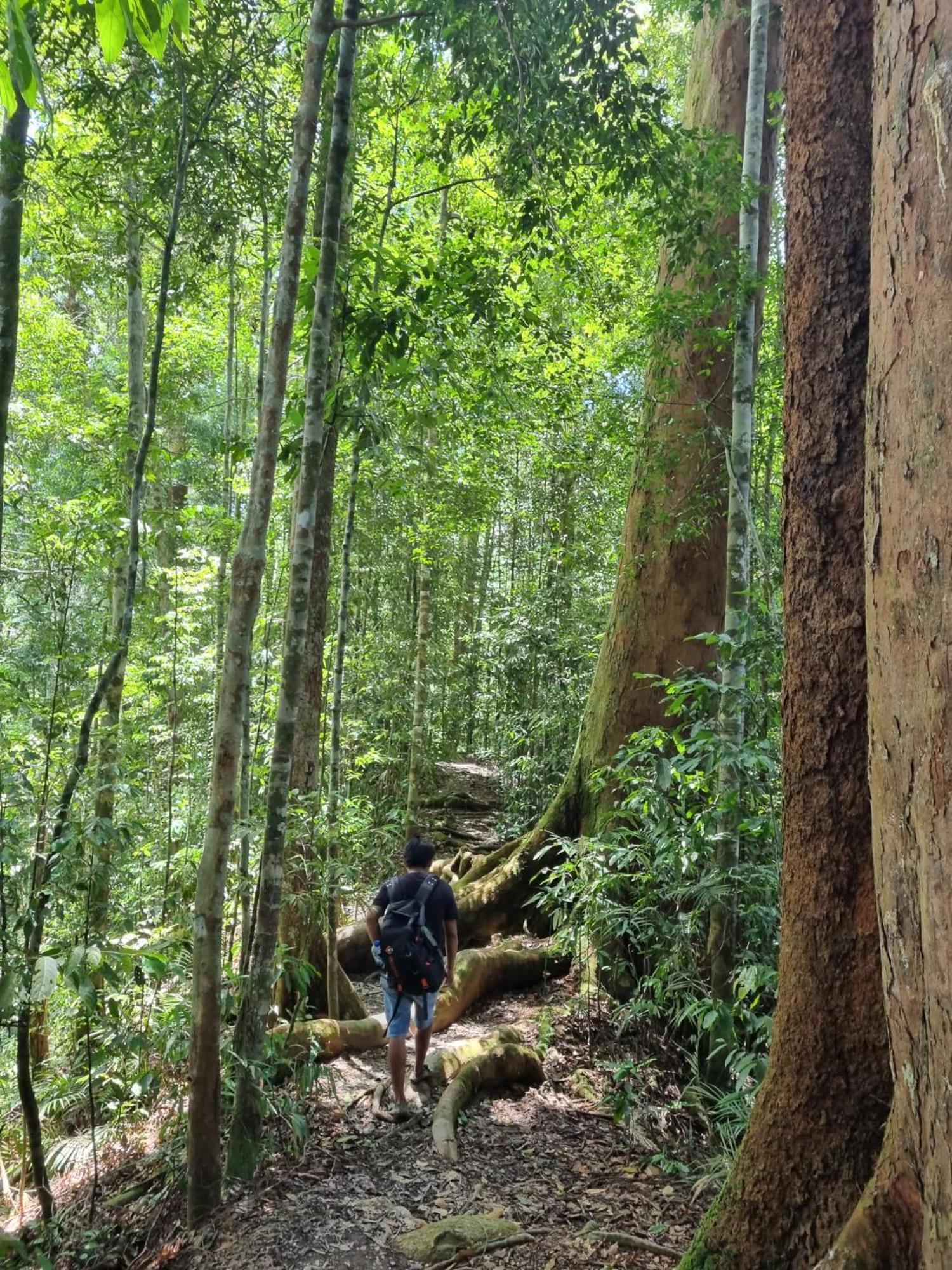 Lucky Bamboo'Bungalows-Resto And Orangutan Jungle Trekking Tours บูกิตลาวัง ภายนอก รูปภาพ