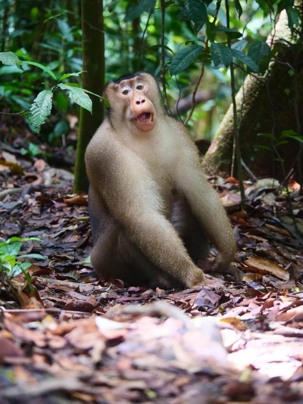 Lucky Bamboo'Bungalows-Resto And Orangutan Jungle Trekking Tours บูกิตลาวัง ภายนอก รูปภาพ