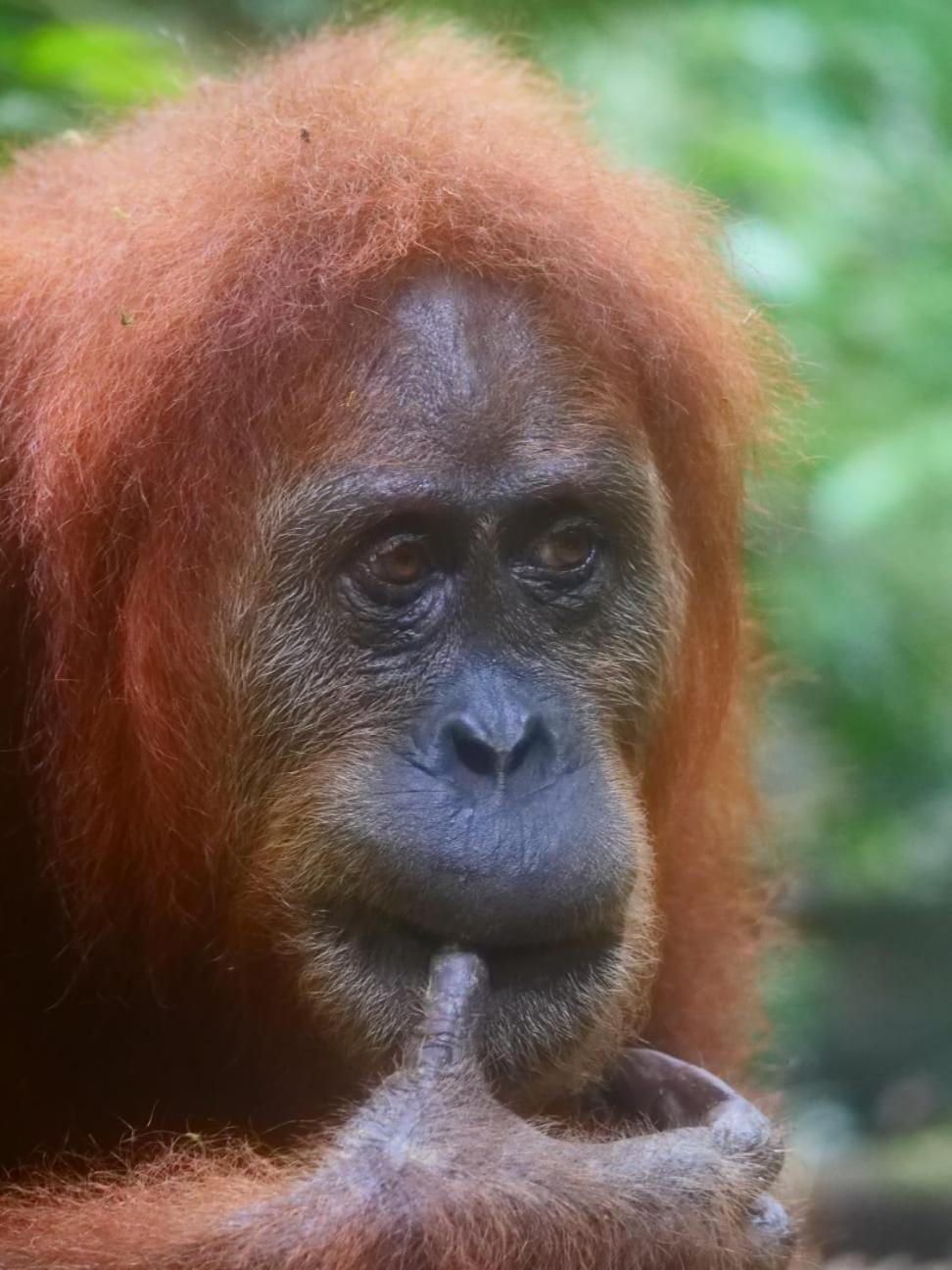 Lucky Bamboo'Bungalows-Resto And Orangutan Jungle Trekking Tours บูกิตลาวัง ภายนอก รูปภาพ