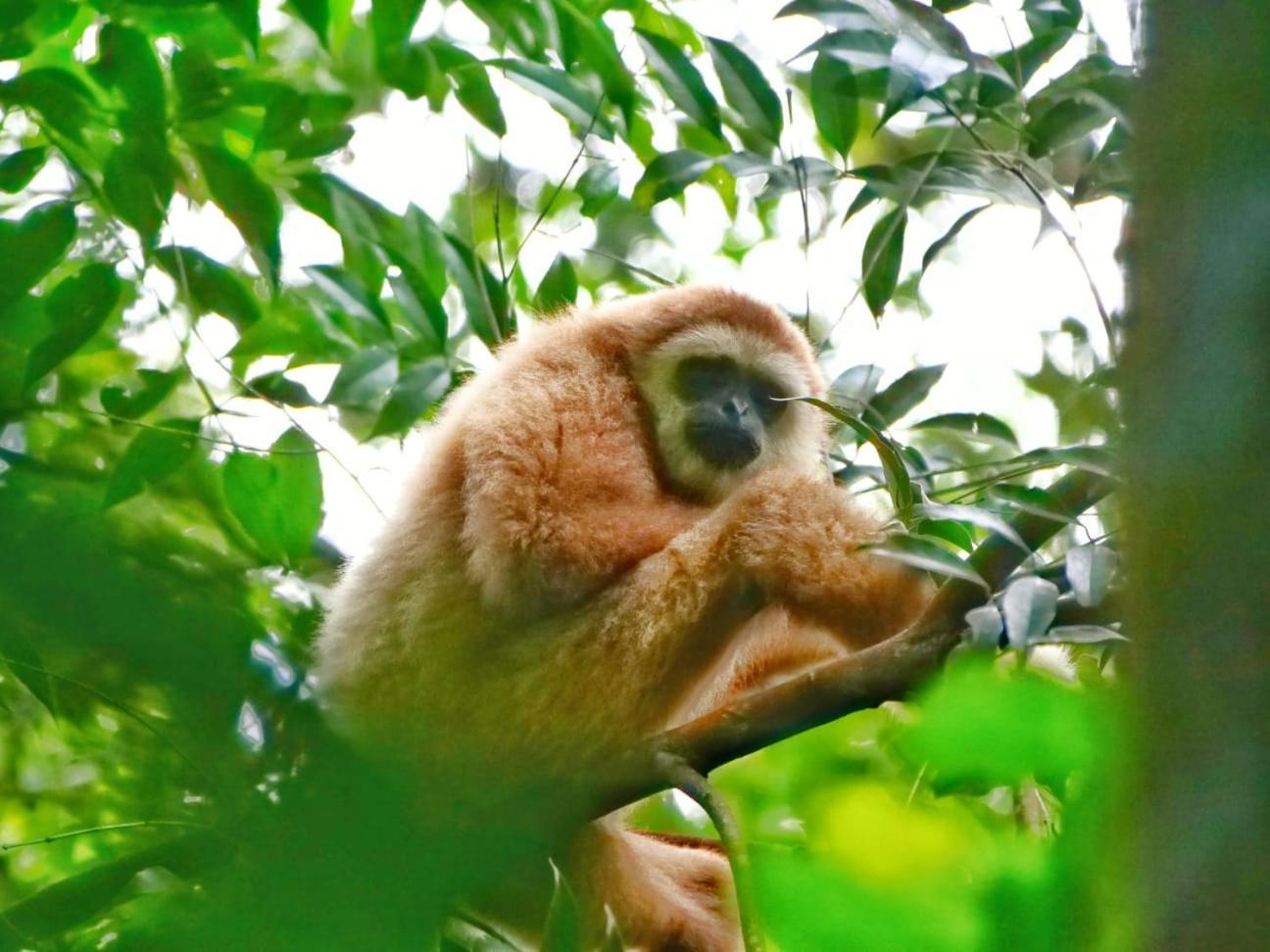 Lucky Bamboo'Bungalows-Resto And Orangutan Jungle Trekking Tours บูกิตลาวัง ภายนอก รูปภาพ