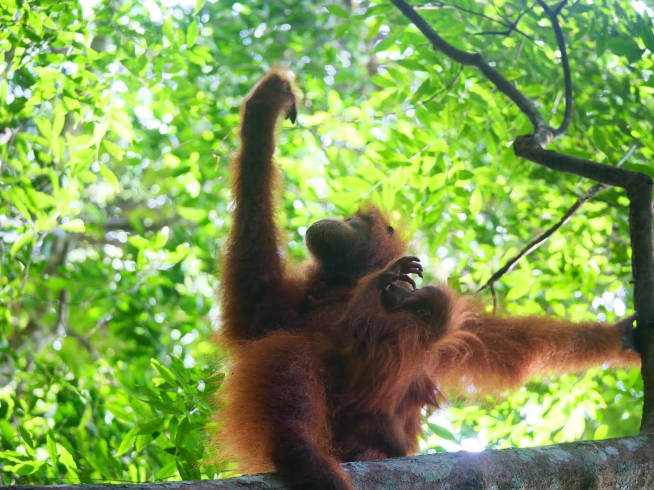 Lucky Bamboo'Bungalows-Resto And Orangutan Jungle Trekking Tours บูกิตลาวัง ภายนอก รูปภาพ