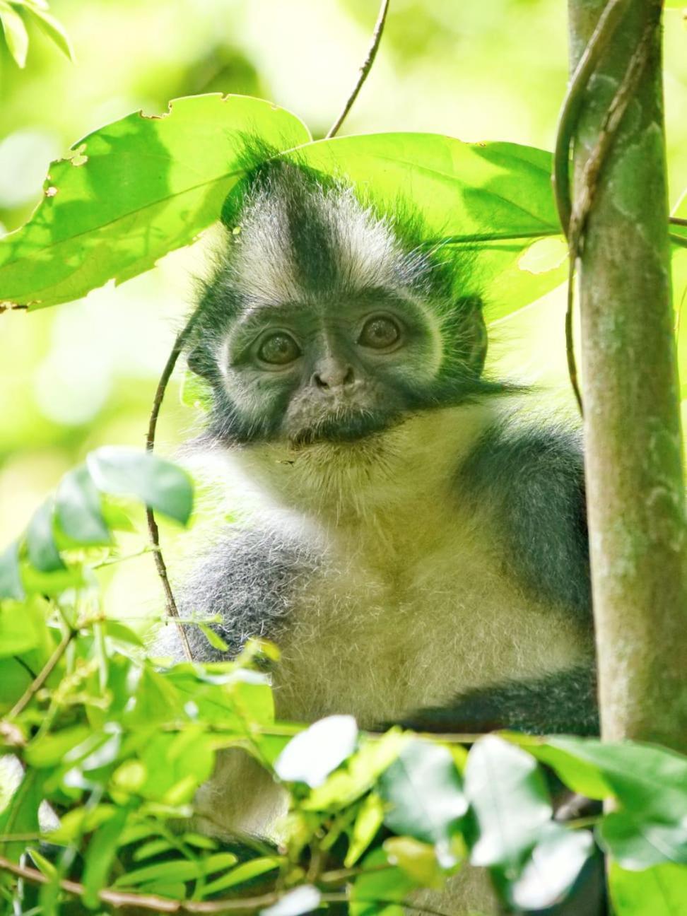 Lucky Bamboo'Bungalows-Resto And Orangutan Jungle Trekking Tours บูกิตลาวัง ภายนอก รูปภาพ